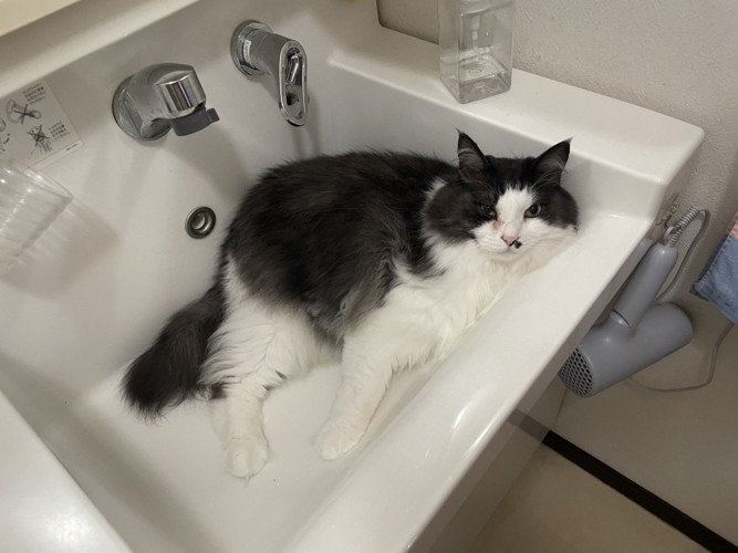 洗面台の中に寝転がる白黒猫