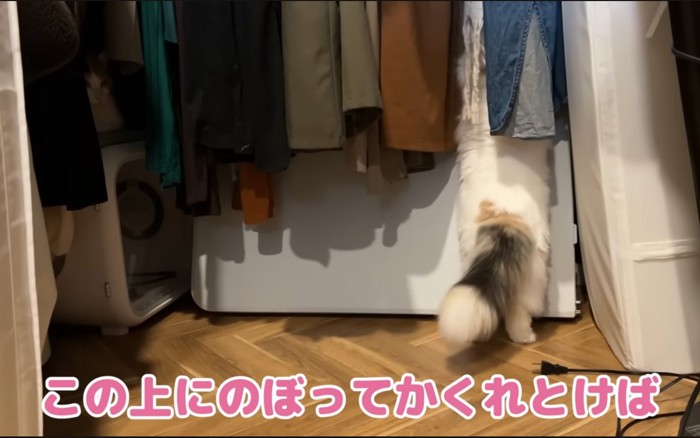 上る猫