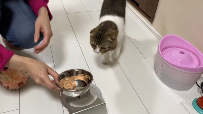 おやつと猫