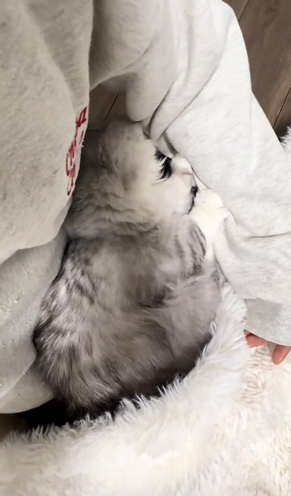 抱っこされている猫の写真2