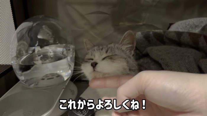 あごをなでられる猫