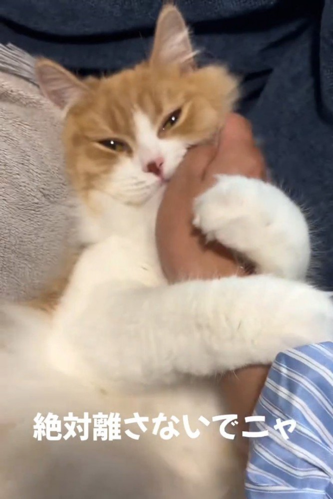 人の腕に抱きつく猫