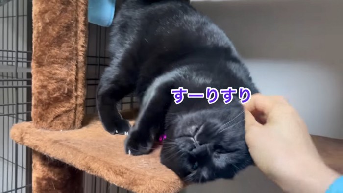 頭をなでられる猫