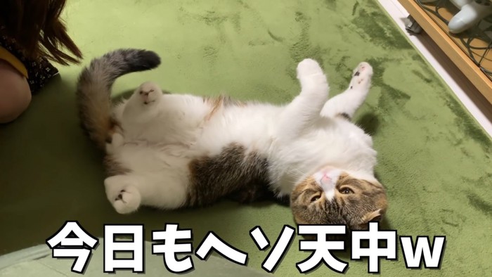 仰向けの猫