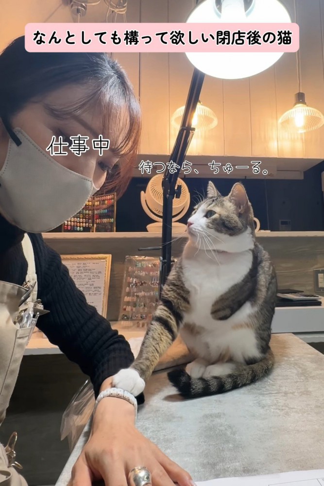 人の手に前足を乗せて見つめる猫