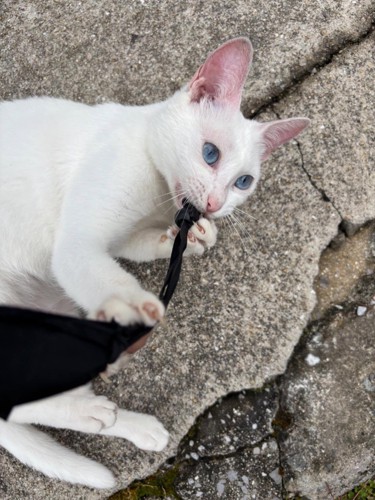 ひもをくわえる白猫