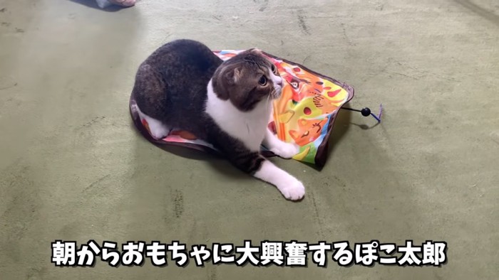 おもちゃの上に乗る猫