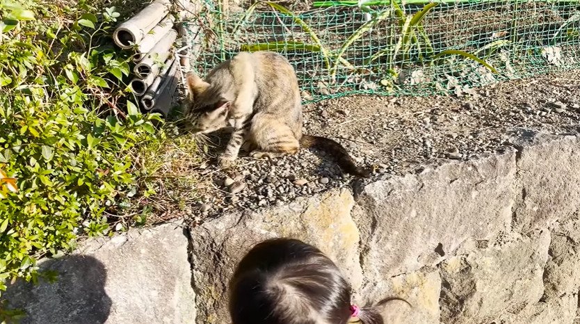 草のにおいを嗅ぐ子猫