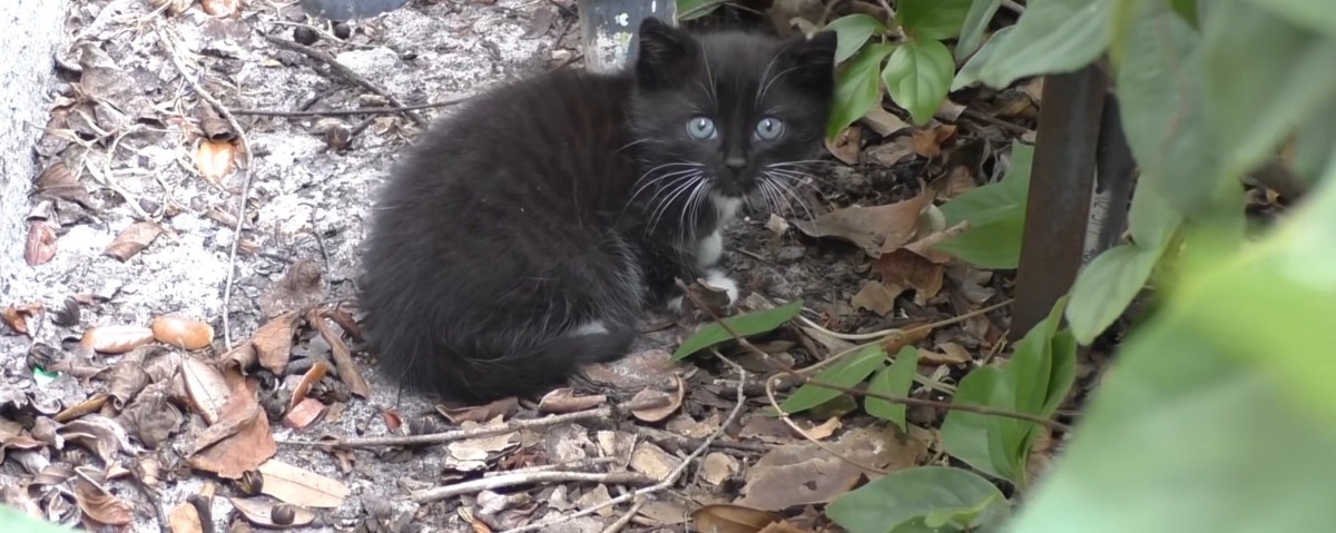 屋外に黒い子猫