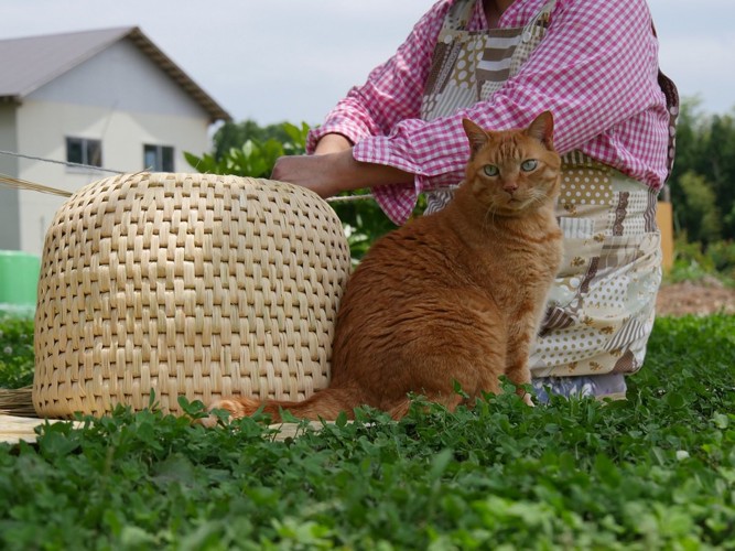 猫ちぐらを作る女性と猫