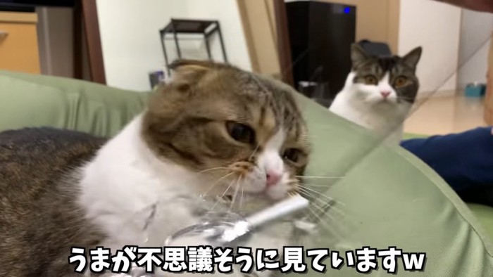 おもちゃで遊ぶ猫と後ろで見ている猫