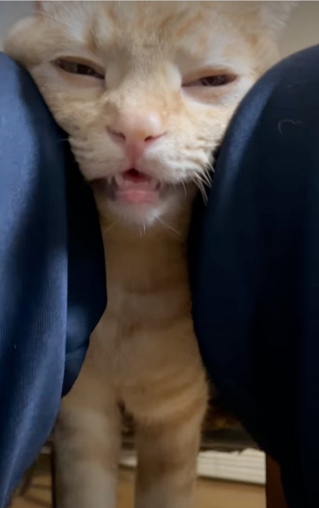 目を閉じて挟まれる猫
