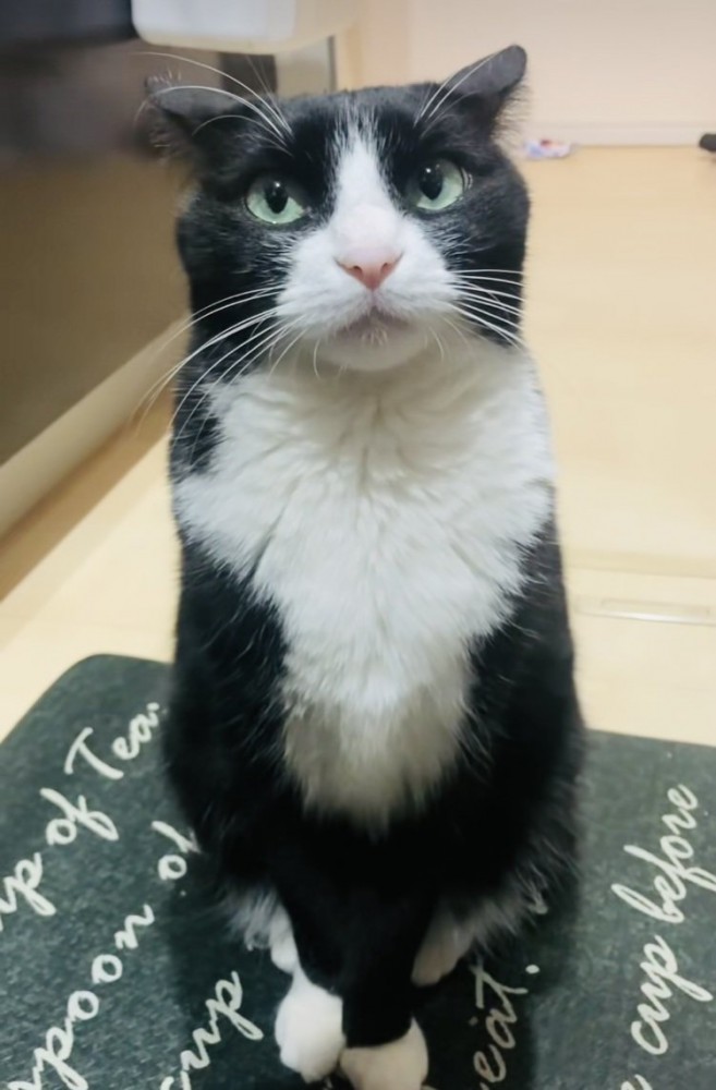 お座りするハチワレ猫