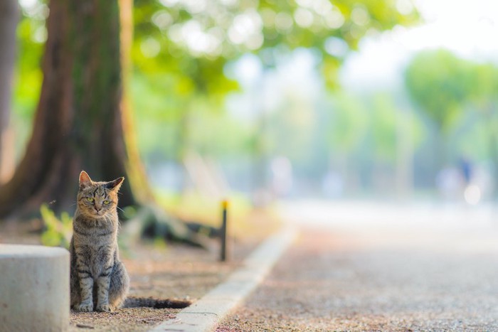 道路脇の木のもとに座る猫