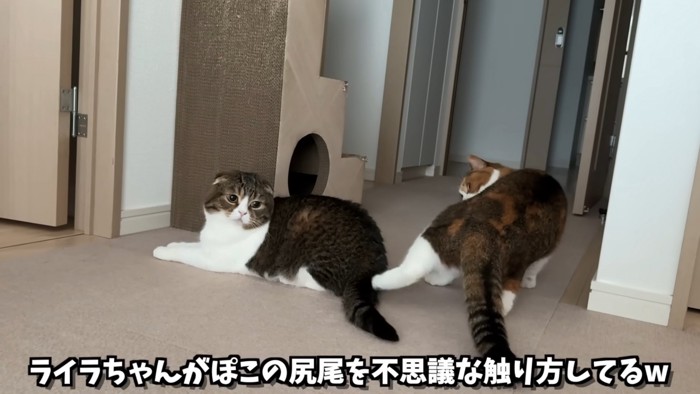 猫のしっぽを後ろ足で触る猫