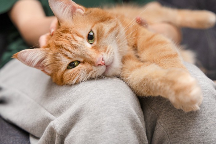 うっとり甘える猫