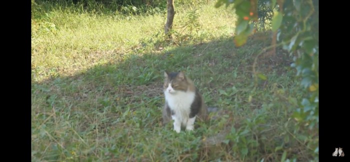 草むらでお座りする猫