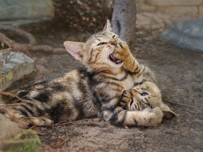 取っ組み合い中のキジトラの子猫