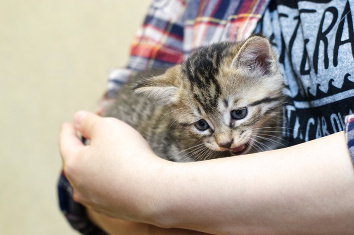 抱っこされる猫