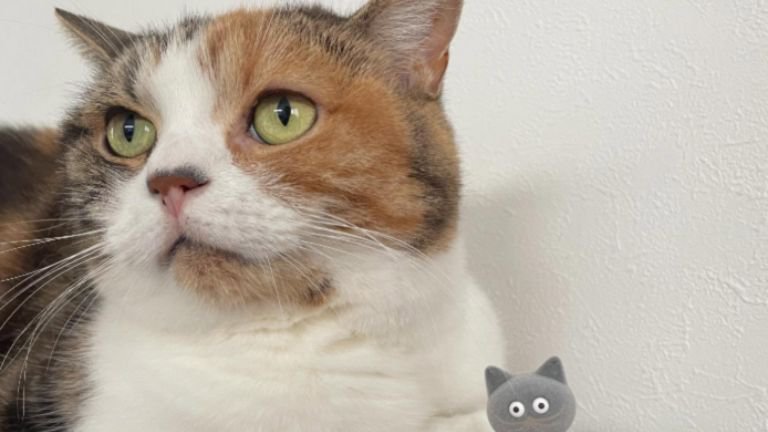 室内にいる猫