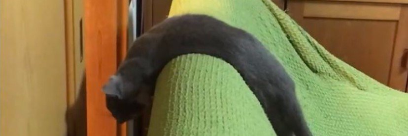 ソファの上の猫