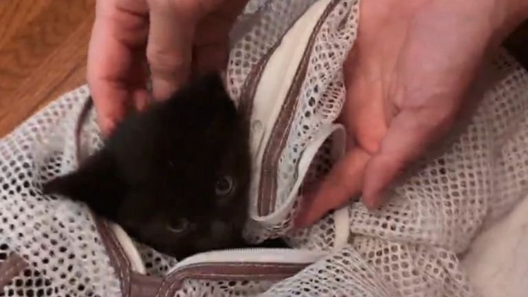 洗濯ネットに入っている猫