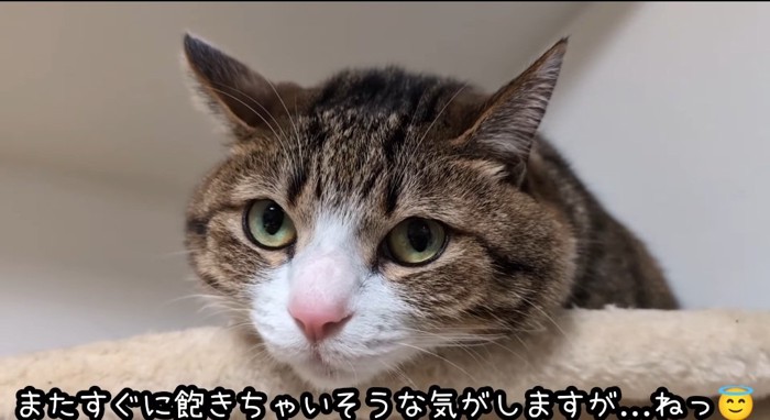 タワーの上の猫