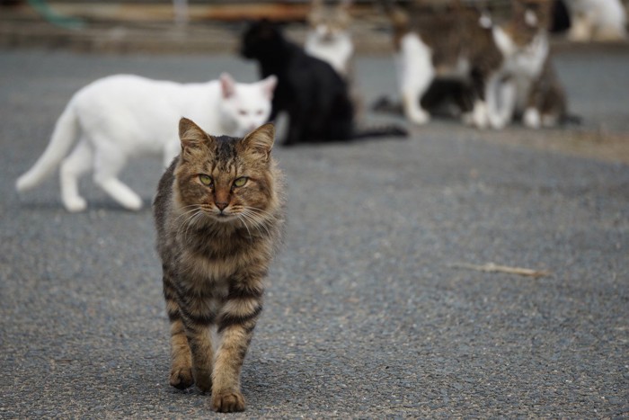 道ばたに集まる猫達