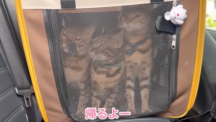 ソフトケージにいる3匹の猫