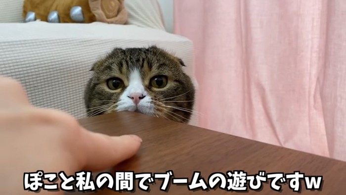 人の人差し指と猫の顔