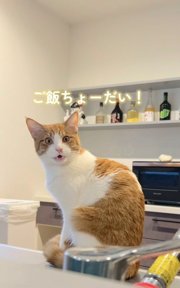 キッチンでごはんを催促する茶トラ白猫