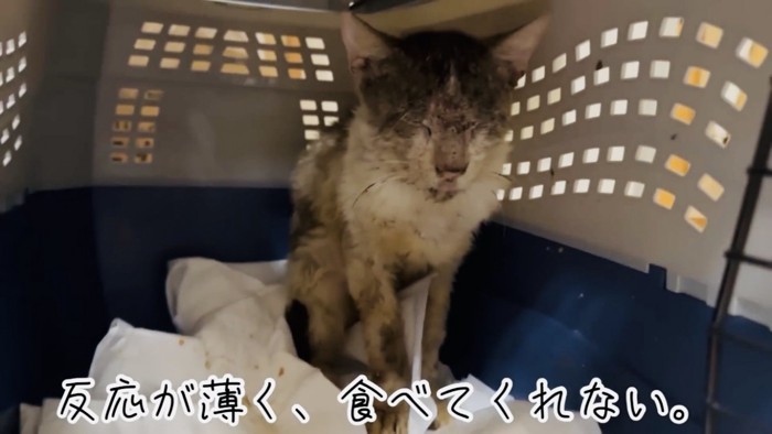 ケージの中に保護されたボロボロの野良猫