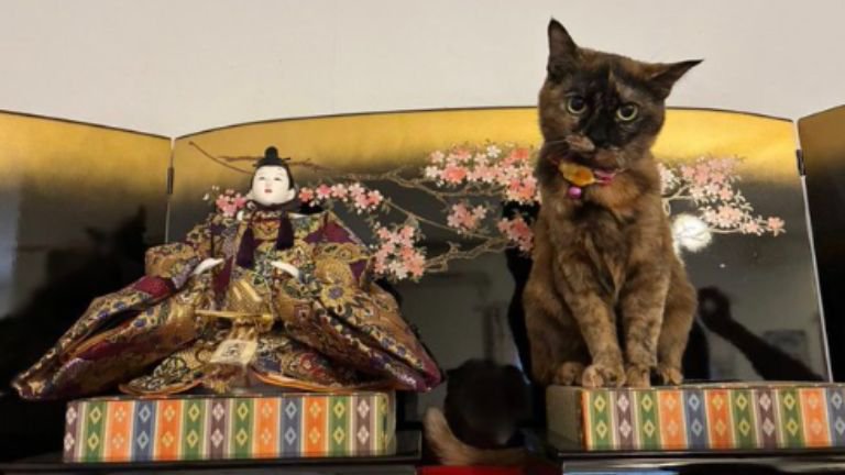 三人官女と猫