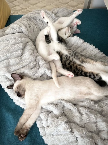 重なり合って寝ている子猫3匹の姿