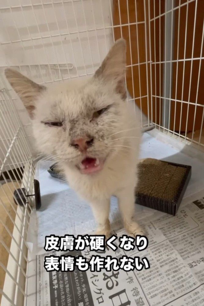 鳴く猫