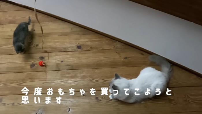 おもちゃの紐と子猫と猫