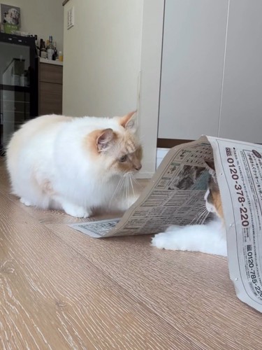 新聞紙の下にいる猫を見る猫