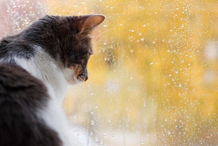窓の外を見る猫の後ろ姿
