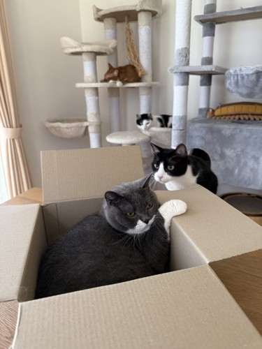 段ボールに入っている猫と入りたがっている猫
