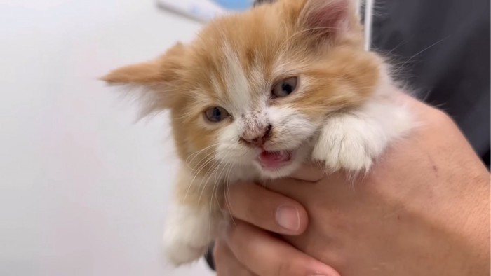 カメラに向けて鳴く子猫