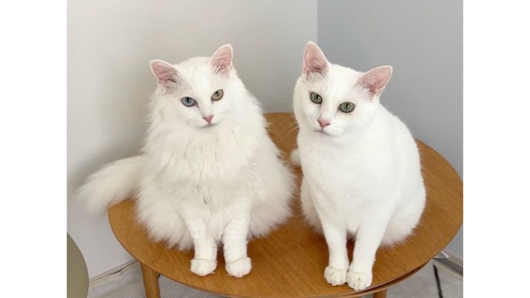 室内にいる猫たち