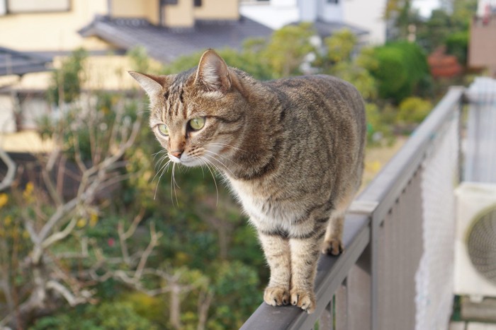 見つめるキジトラ