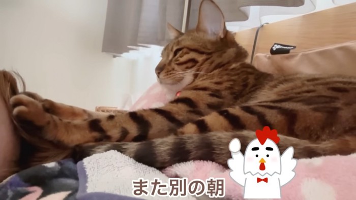 人の頭を触る猫