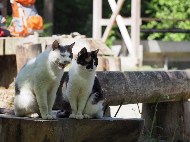 鳴いている2匹の猫