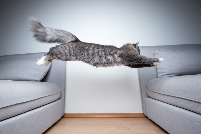 ソファ間を飛び移る猫