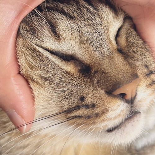 手でもふもふされる猫