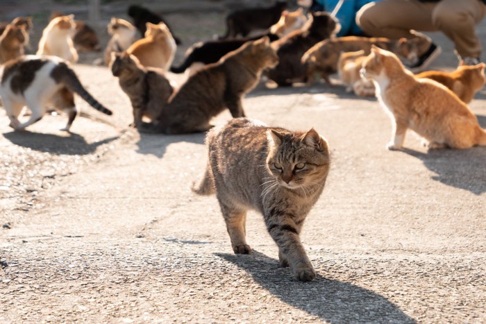 猫の群れ