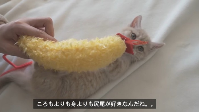 おもちゃを抱える子猫