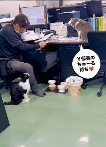 職場にいる猫たち