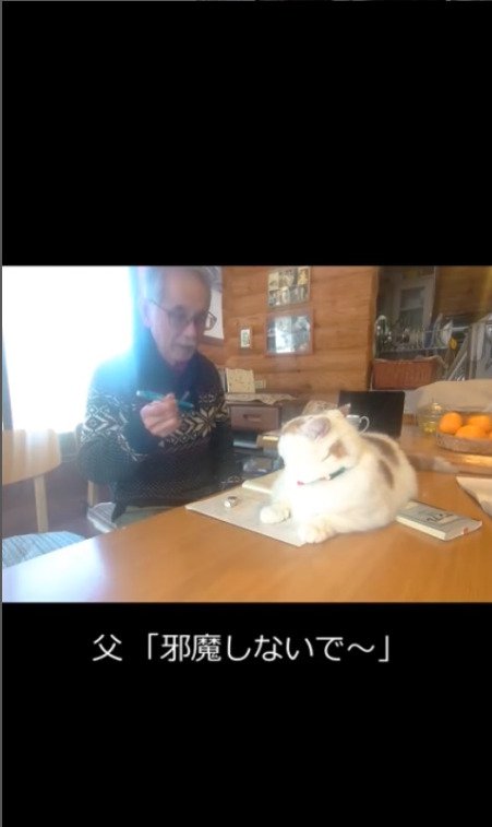 猫に邪魔しないでほしい飼い主